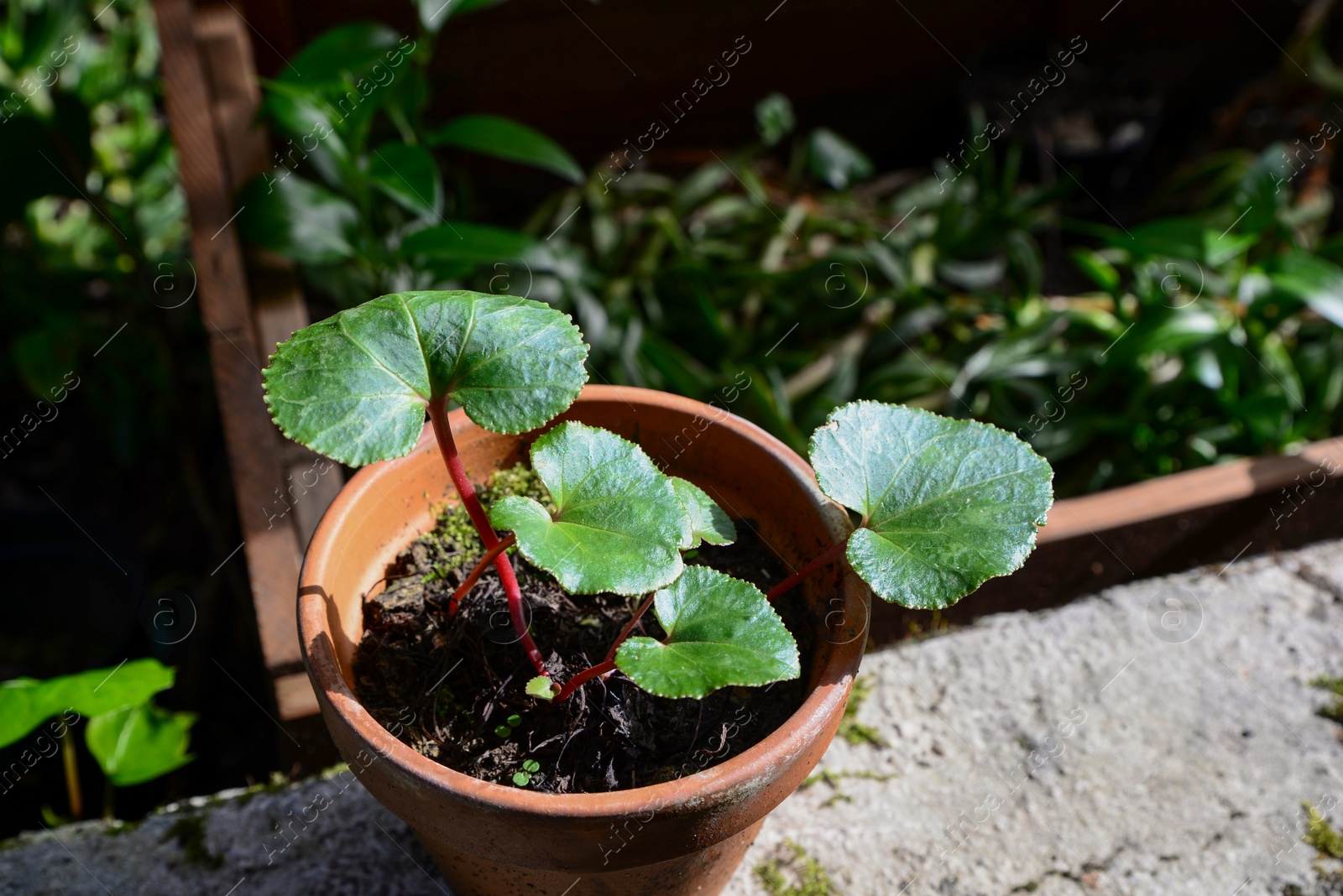 Photo of Seedling of begonia plant on stone parapet near greenhouse. Space for text