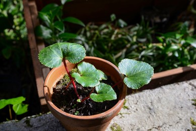 Seedling of begonia plant on stone parapet near greenhouse. Space for text