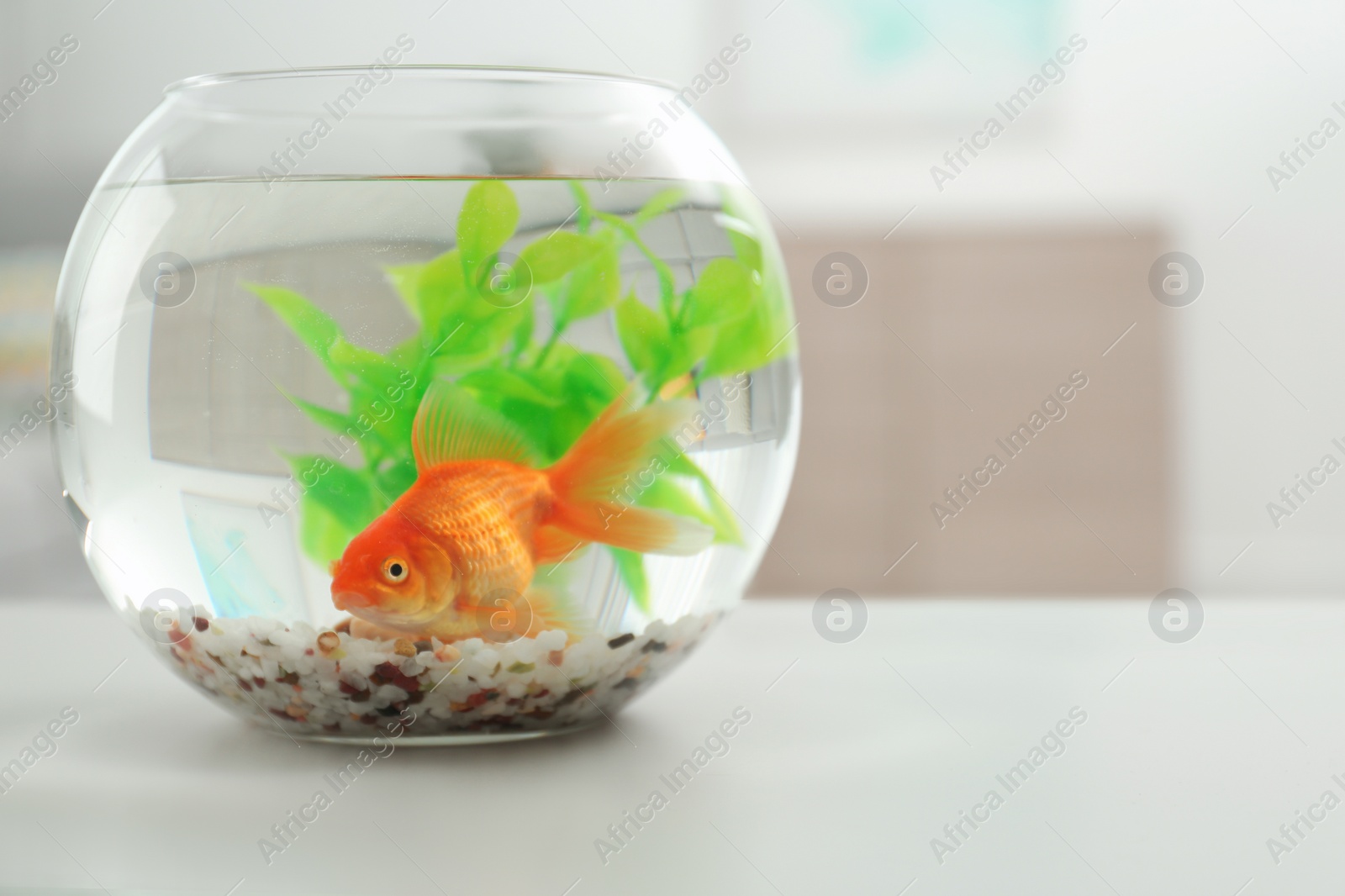 Photo of Beautiful bright small goldfish in round glass aquarium on white table indoors. Space for text