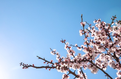 Photo of Closeup view of blossoming apricot tree on sunny day outdoors. Springtime