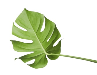 Leaf of tropical monstera plant isolated on white