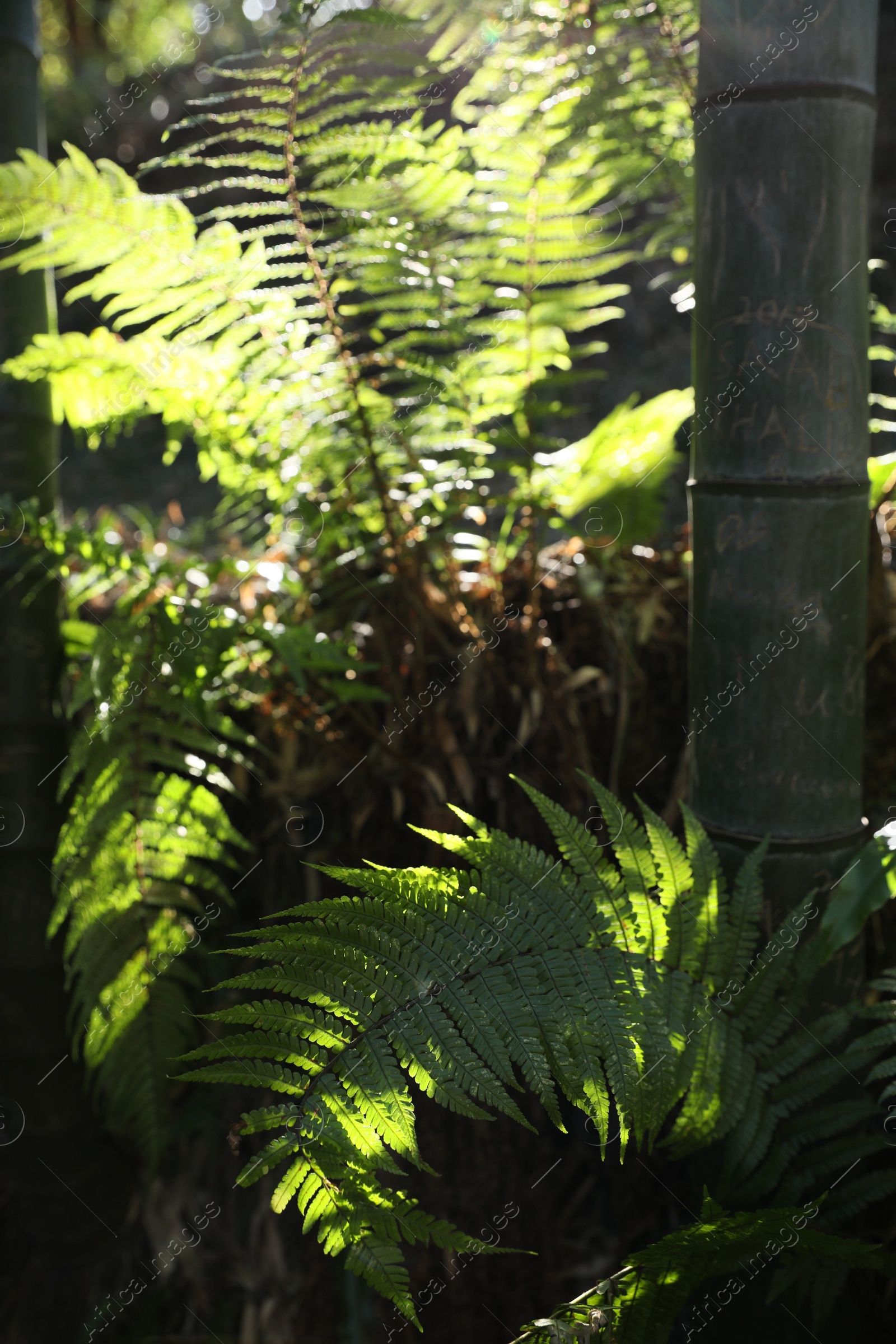 Photo of Beautiful green bamboo tree and fern on sunny day in forest