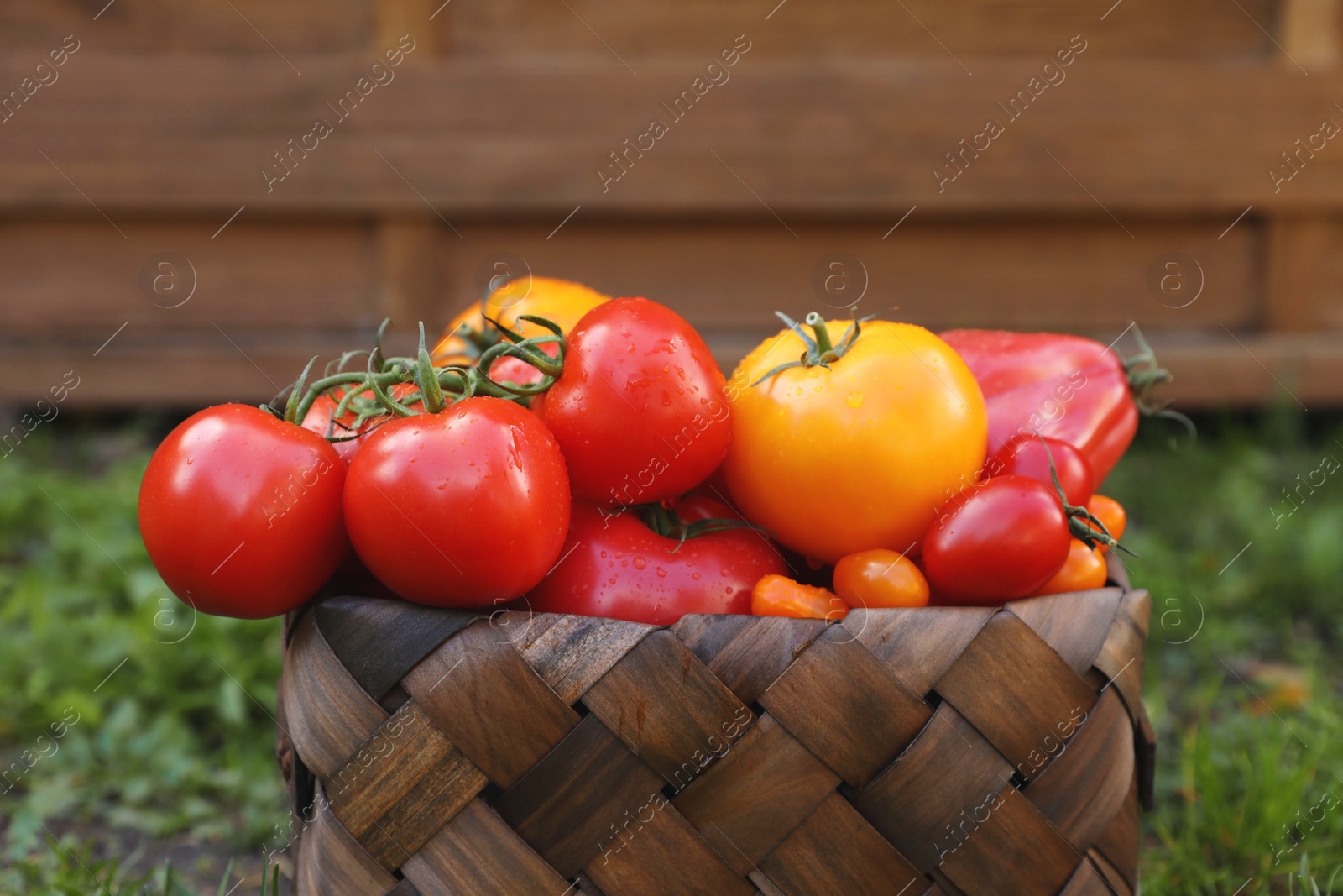 Photo of Basket with fresh tomatoes on green grass outdoors