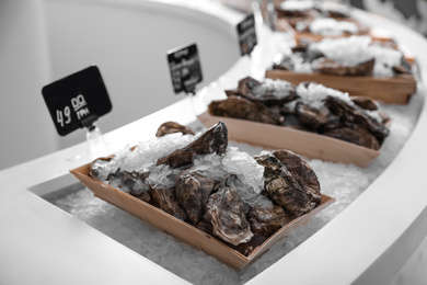 Fresh oysters with ice on display. Wholesale market
