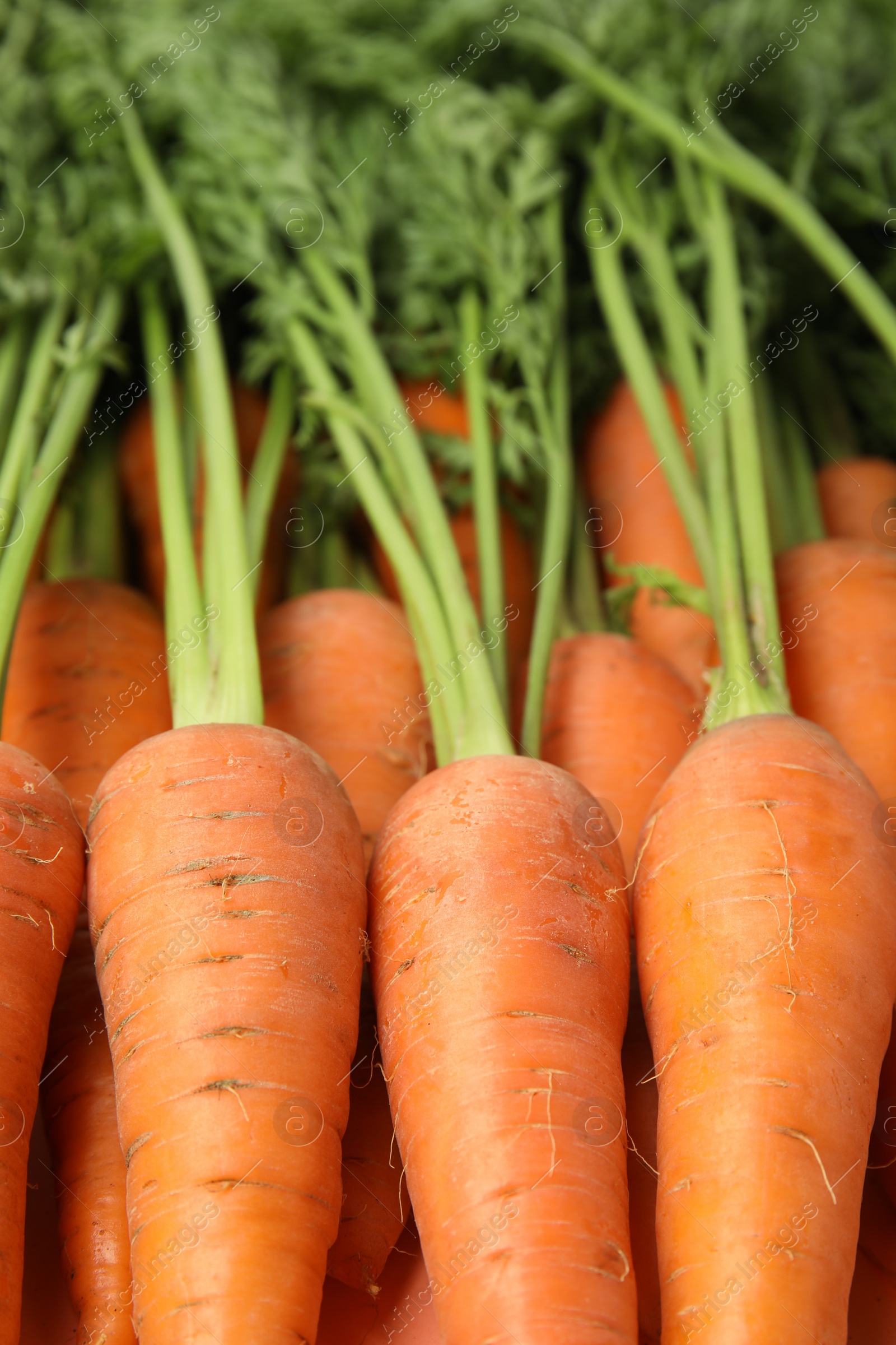 Photo of Fresh ripe carrots as background, closeup view