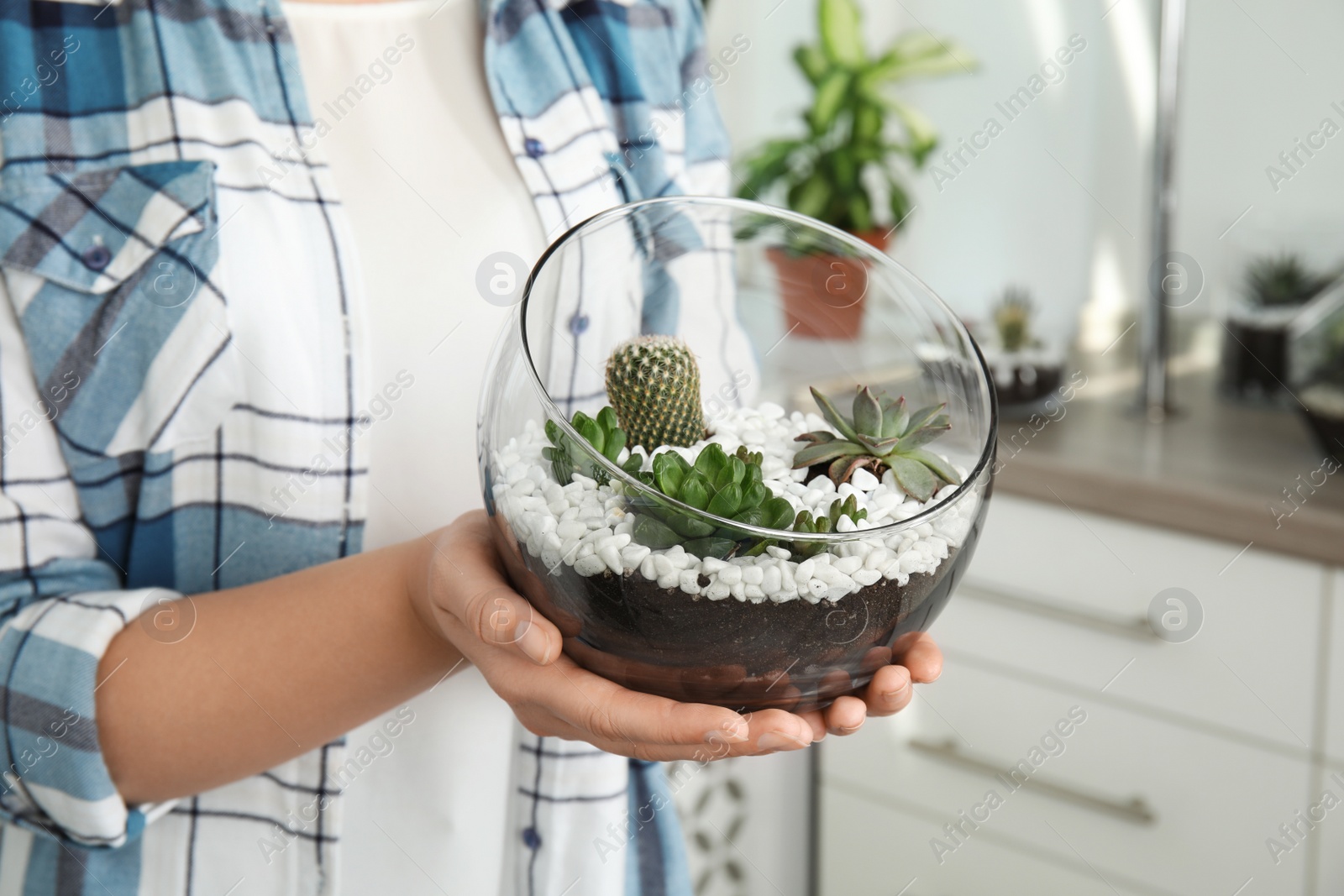 Photo of Young woman holding florarium with different succulents indoors, closeup