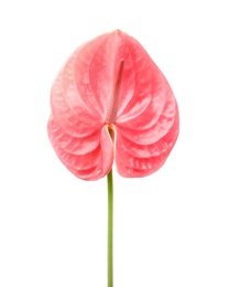 Beautiful pink anthurium flower on white background. Tropical plant