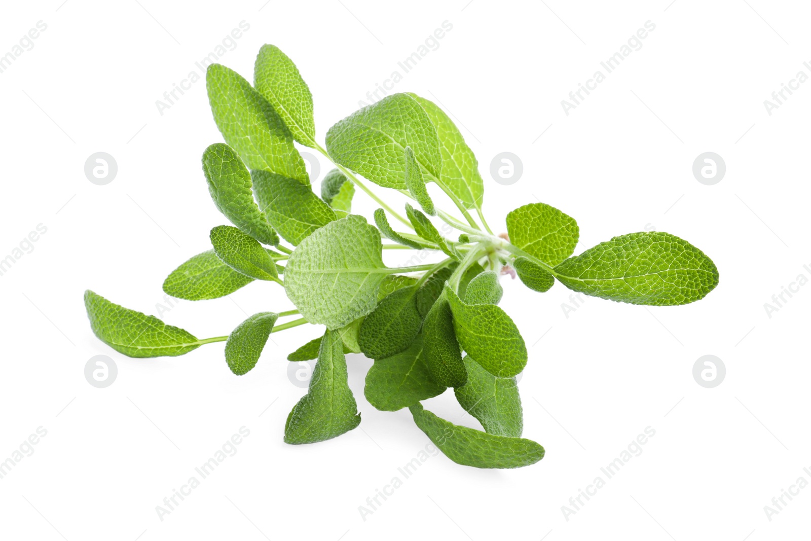 Photo of Aromatic fresh sage leaves on white background