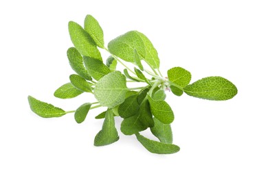 Photo of Aromatic fresh sage leaves on white background