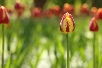 Beautiful bright tulips growing outdoors on sunny day, closeup. Space for text