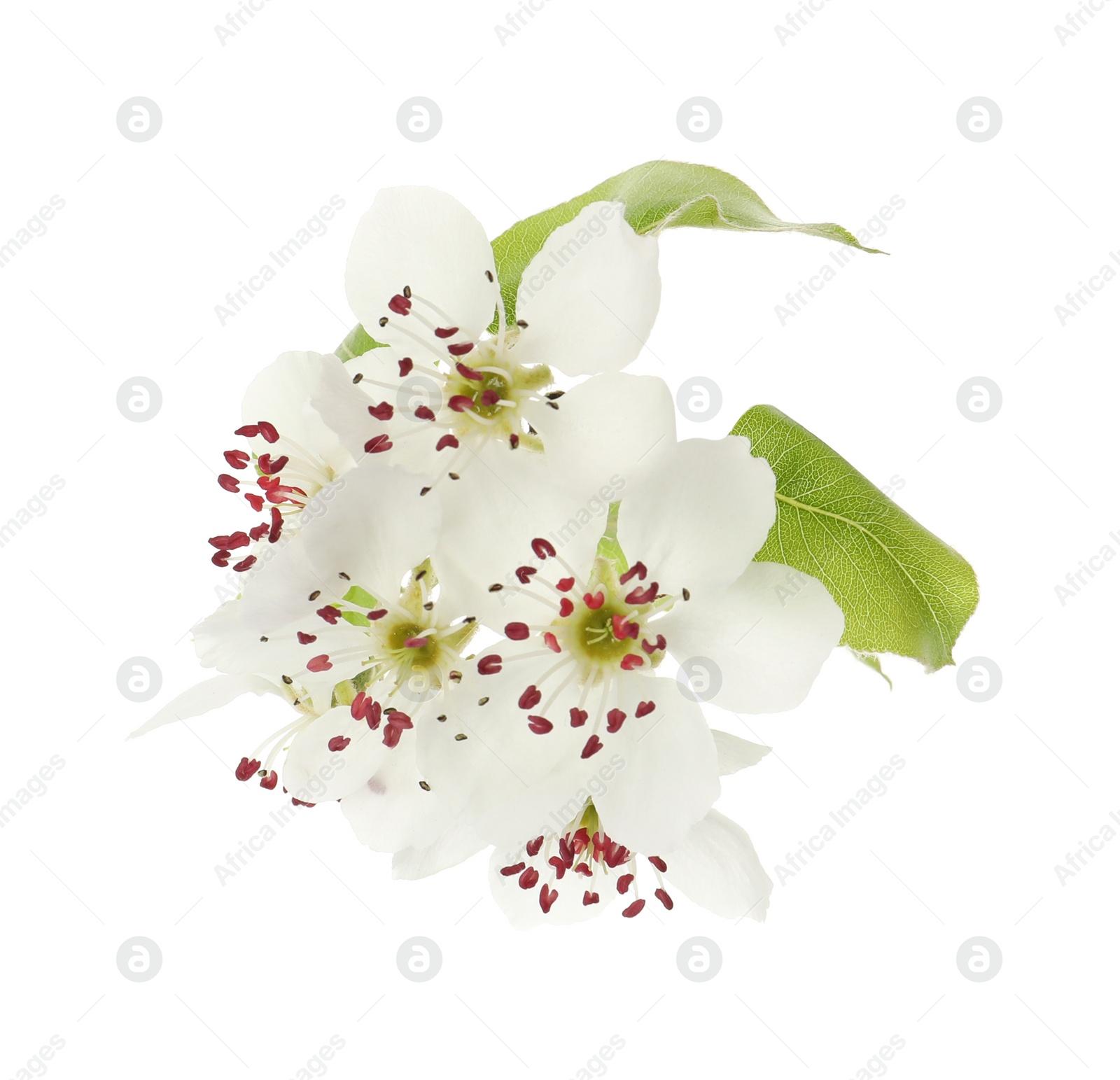 Photo of Beautiful blossoming pear tree branch with flowers on white background