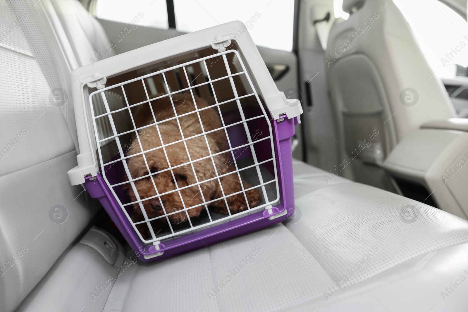 Photo of Cute dog in pet carrier travelling by car. Space for text