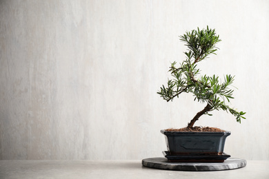 Photo of Japanese bonsai plant on light stone table, space for text. Creating zen atmosphere at home