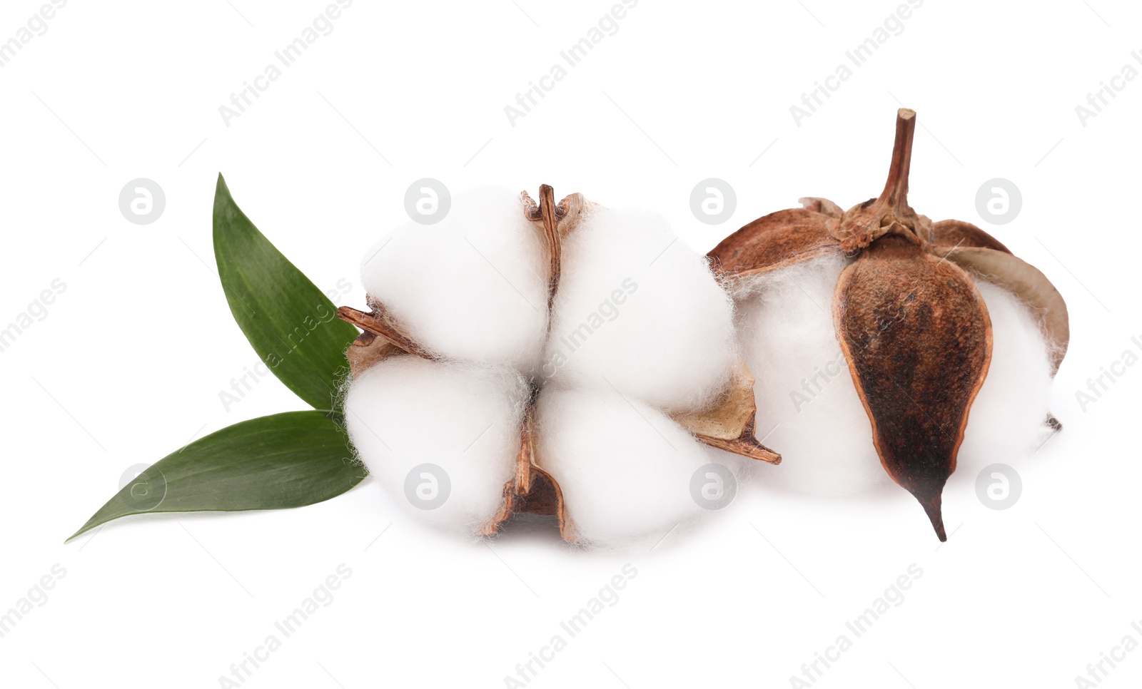 Photo of Beautiful fluffy cotton flowers isolated on white