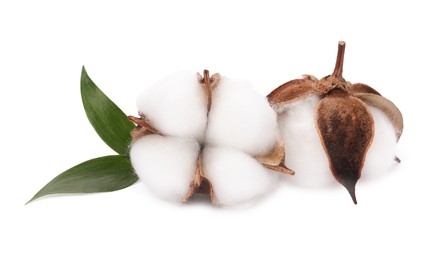 Beautiful fluffy cotton flowers isolated on white