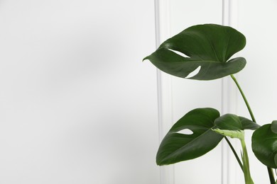 Photo of Beautiful monstera near white wall, space for text. Leafy houseplant