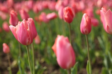 Photo of Beautiful colorful tulips growing in flower bed, selective focus