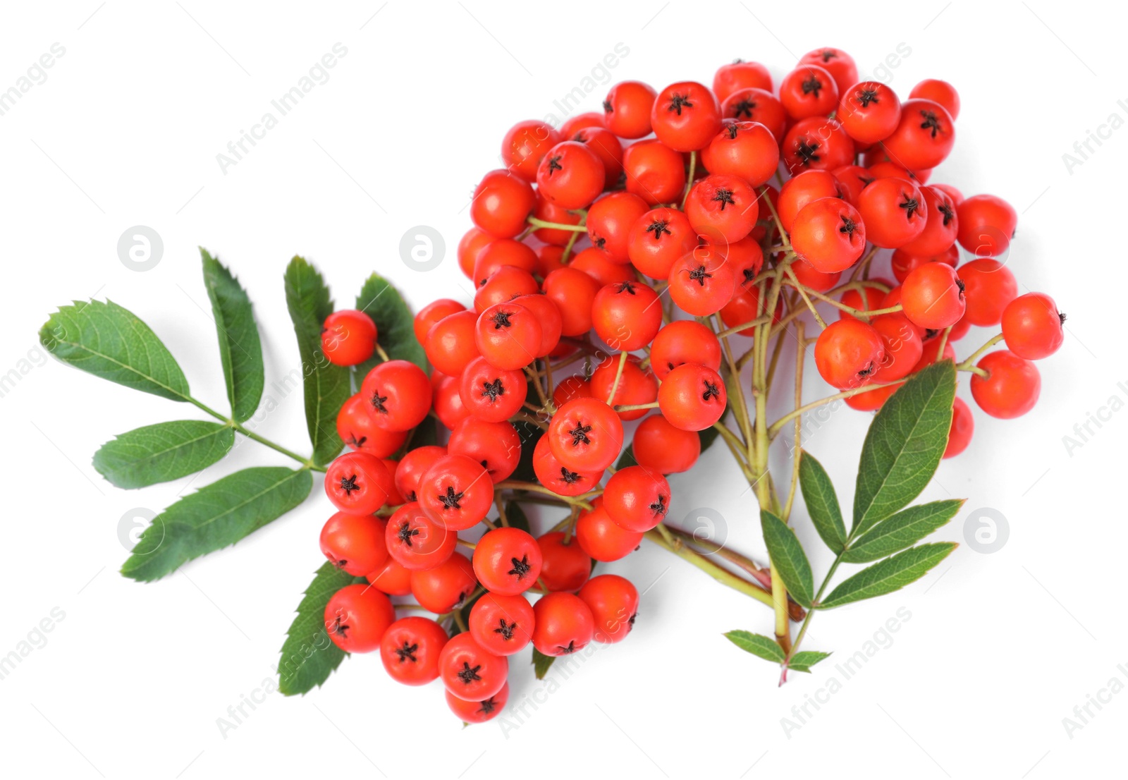 Photo of Bunch of ripe rowan berries with green leaves on white background, top view