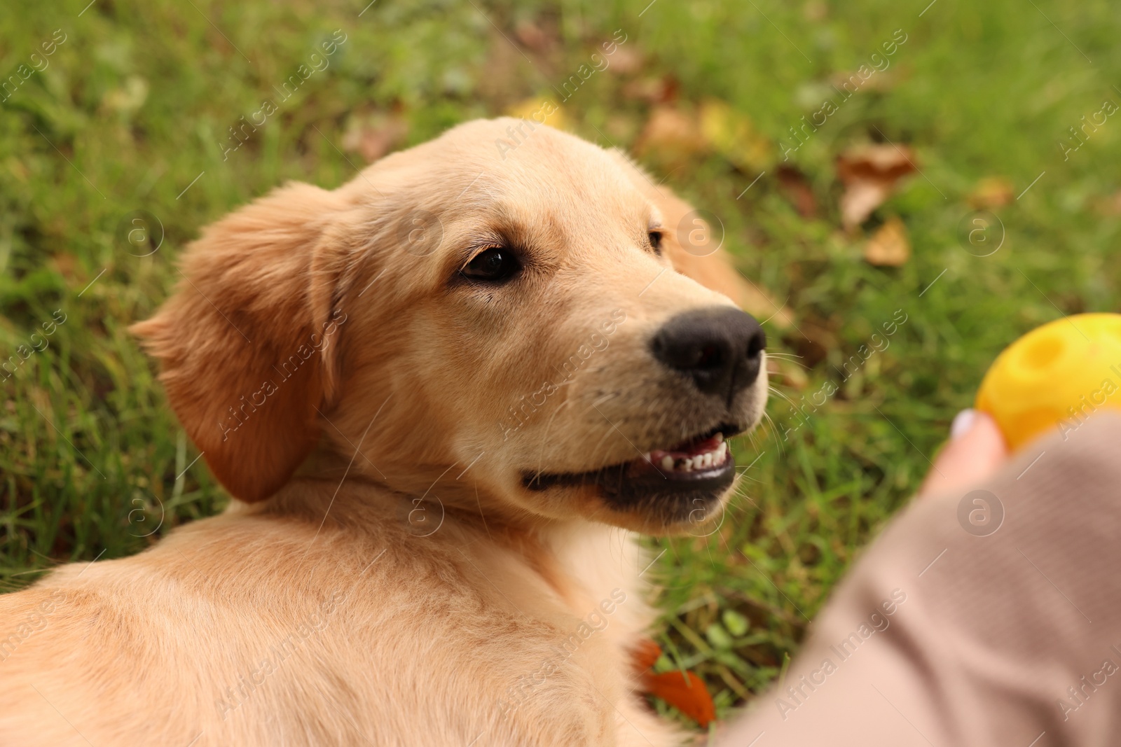 Photo of Woman playing with adorable Labrador Retriever puppy on green grass in park, closeup