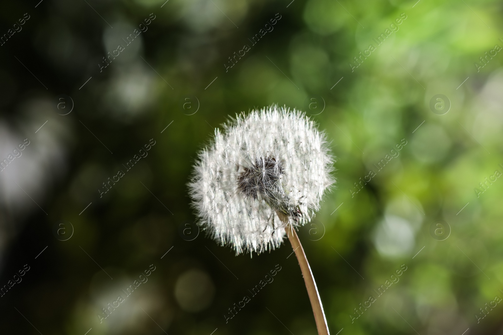 Photo of Beautiful dandelion flower on blurred green background