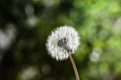 Beautiful dandelion flower on blurred green background