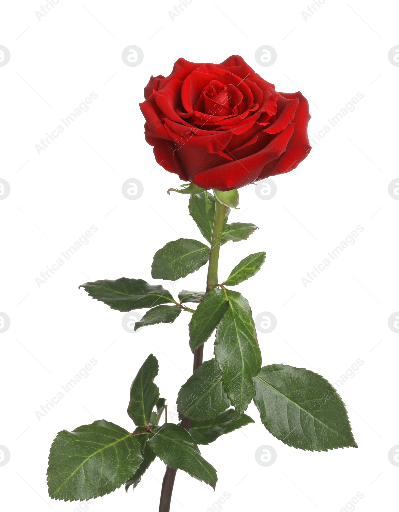 Photo of Beautiful fresh red rose isolated on white