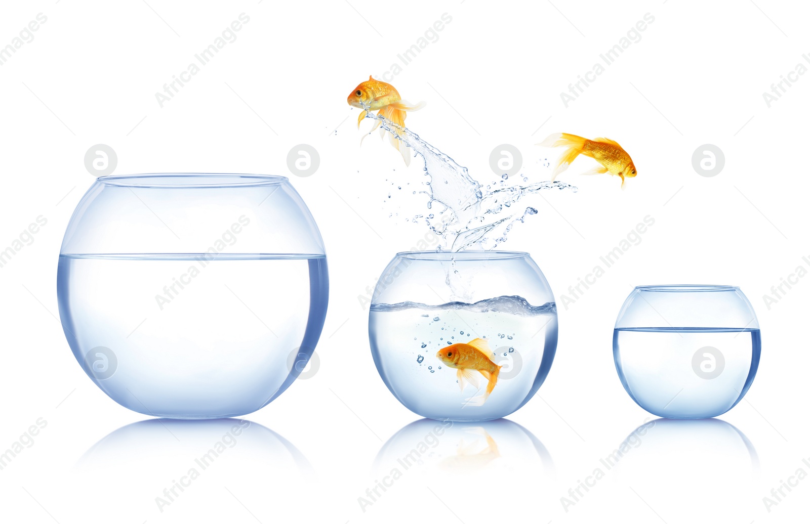 Image of Beautiful bright goldfish jumping out of water on white background