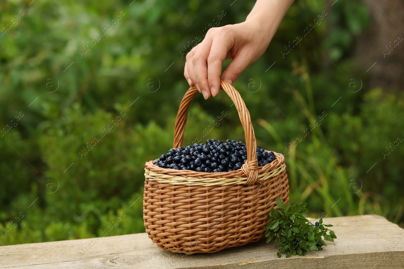 Photo of Woman taking wicker basket with bilberries at wooden table outdoors, closeup