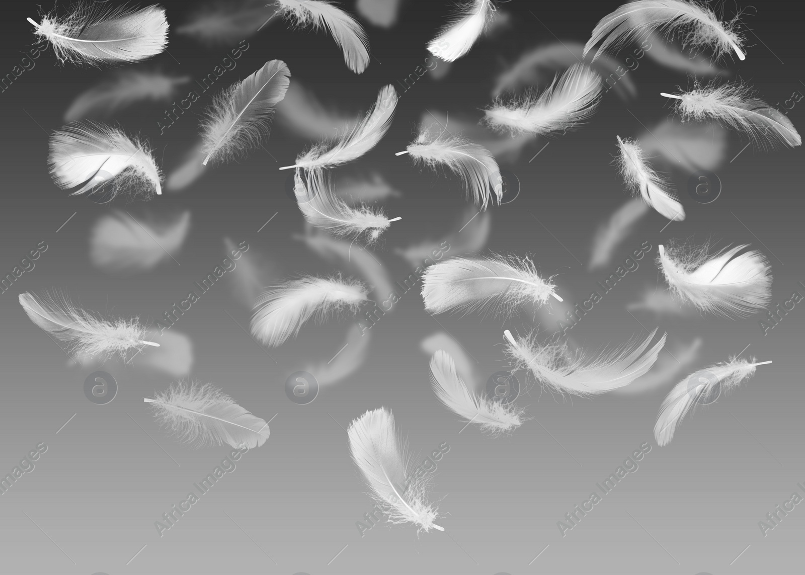 Image of Fluffy bird feathers falling on grey background