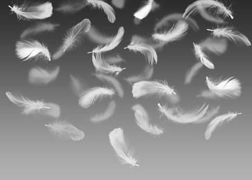 Image of Fluffy bird feathers falling on grey background