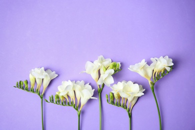 Photo of Beautiful freesia flowers on color background