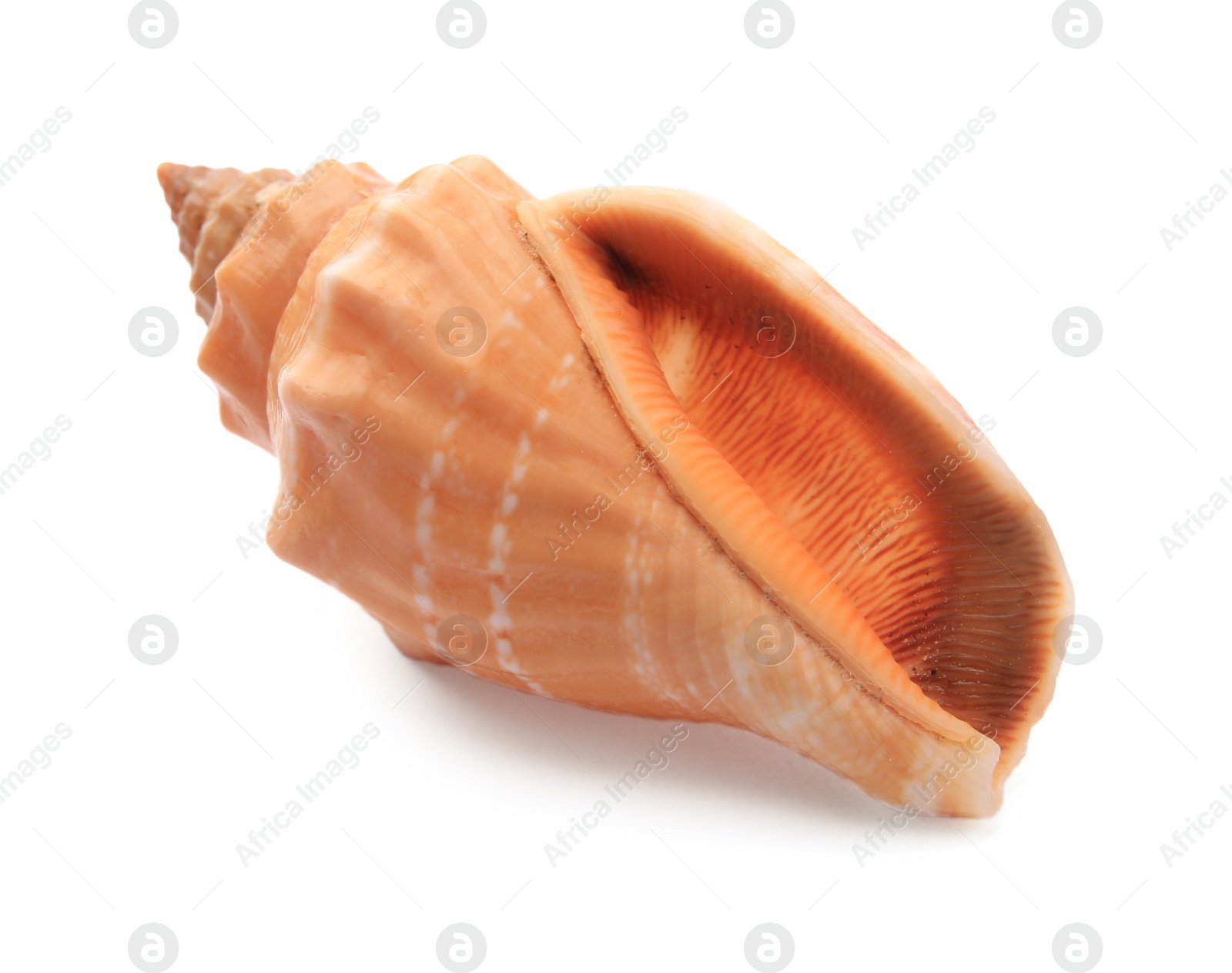 Photo of Beautiful seashell isolated on white. Beach object