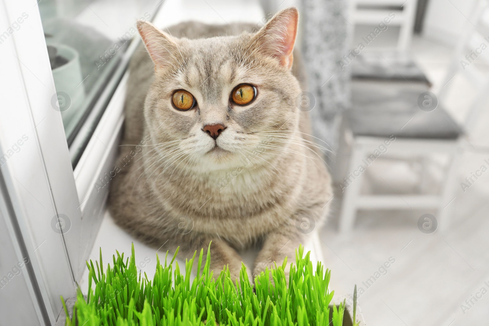 Photo of Cute cat near fresh green grass on windowsill indoors