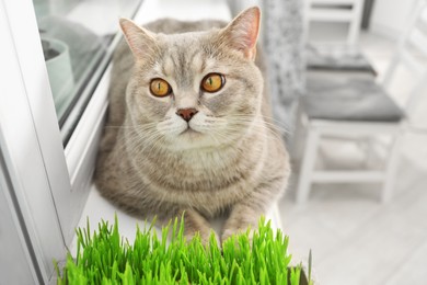 Cute cat near fresh green grass on windowsill indoors