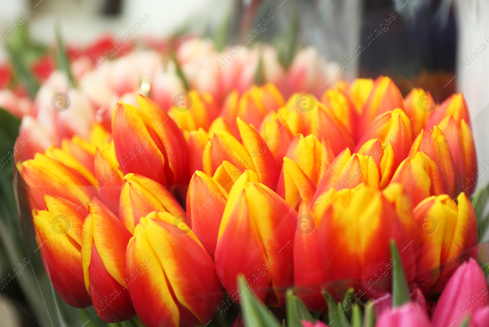 Photo of Fresh bouquet of beautiful tulip flowers, closeup