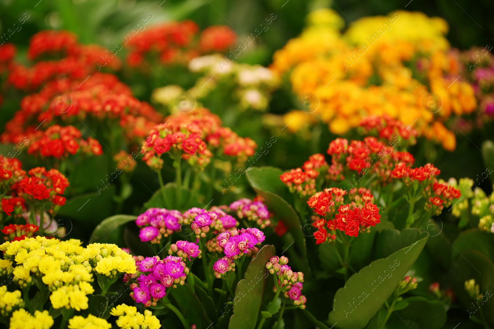 Photo of Beautiful blooming kalanchoe flowers, closeup. Tropical plant