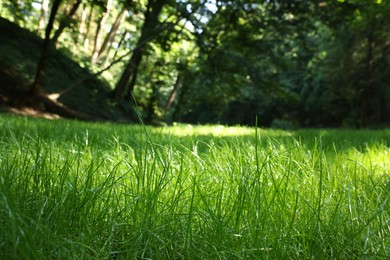 Photo of Beautiful lawn with green grass outdoors, closeup