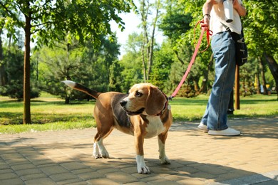 Photo of Woman walking with adorable Beagle dog in park, closeup