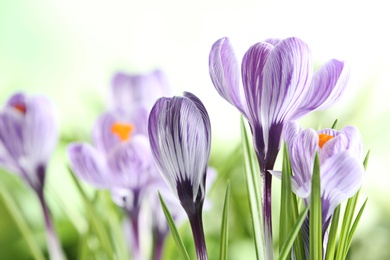 Photo of Beautiful spring crocus flowers on blurred background, space for text