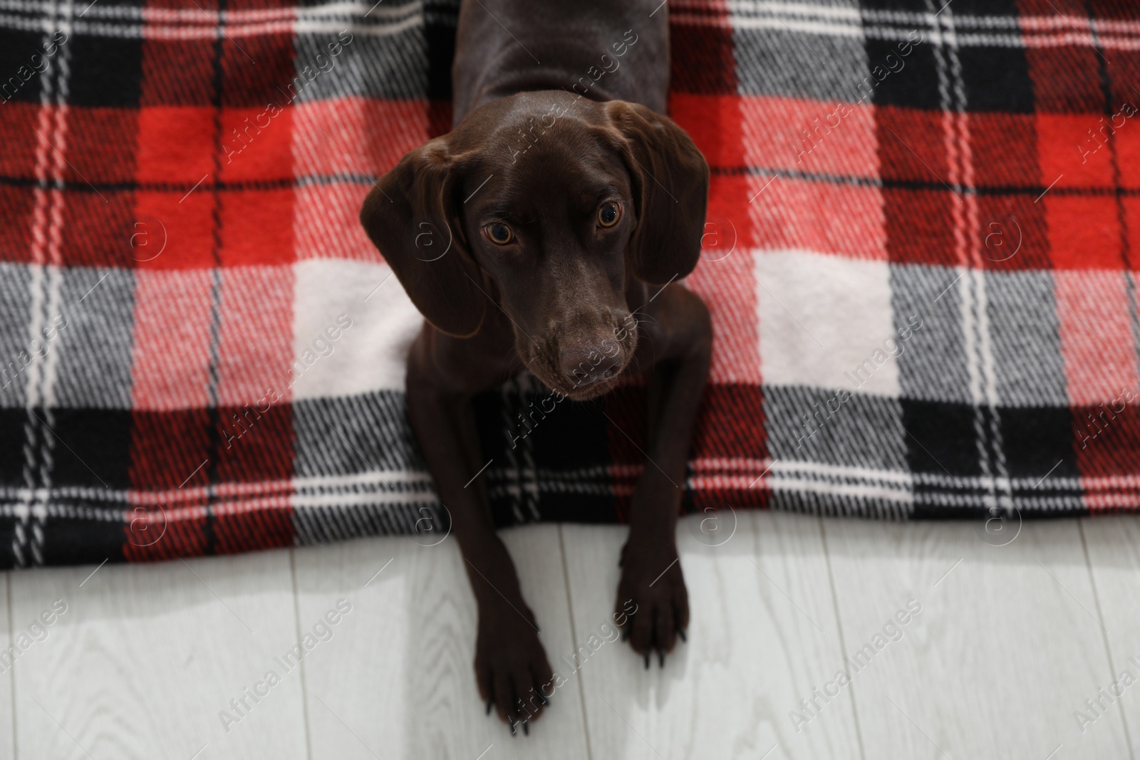 Photo of Adorable dog lying on plaid, above view