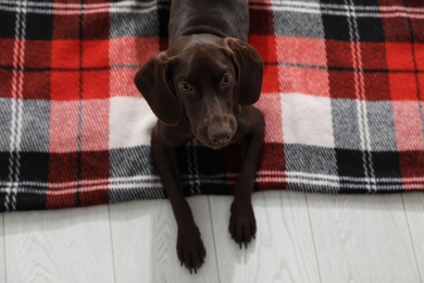 Photo of Adorable dog lying on plaid, above view