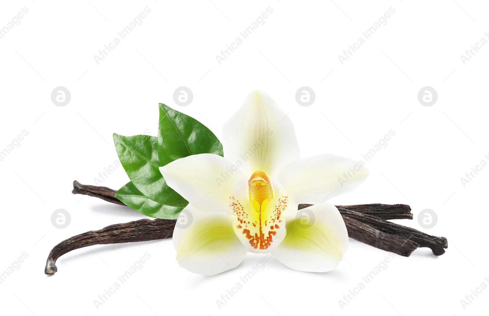 Image of Dried aromatic vanilla sticks, beautiful flower and green leaves on white background