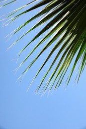 Photo of Beautiful view of palm branch on sunny summer day