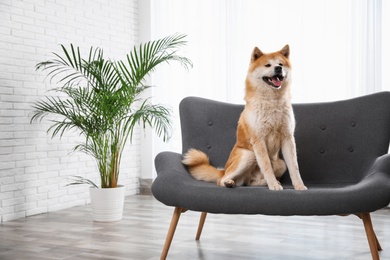 Photo of Cute Akita Inu dog on sofa in living room