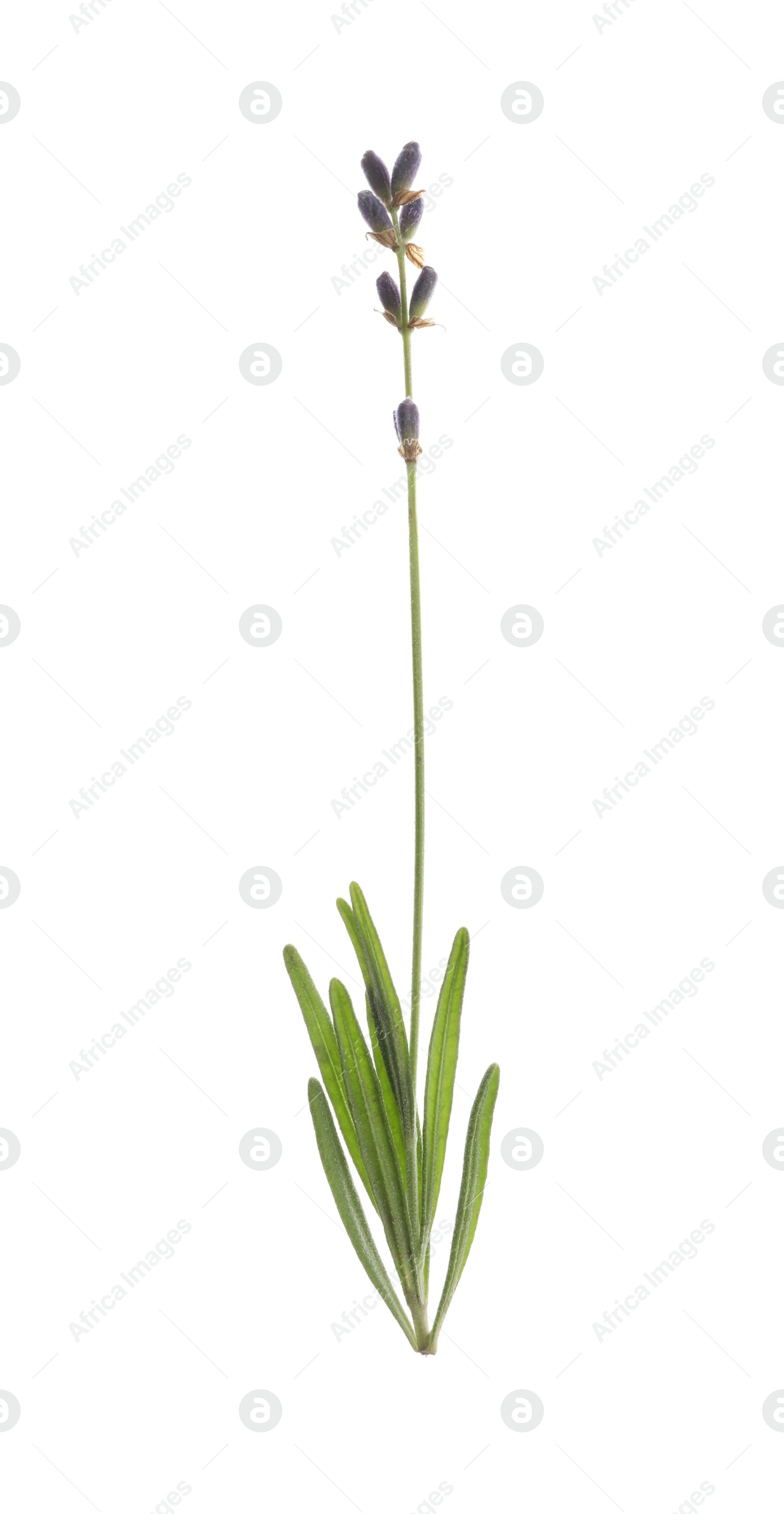 Photo of Beautiful fresh lavender flower isolated on white