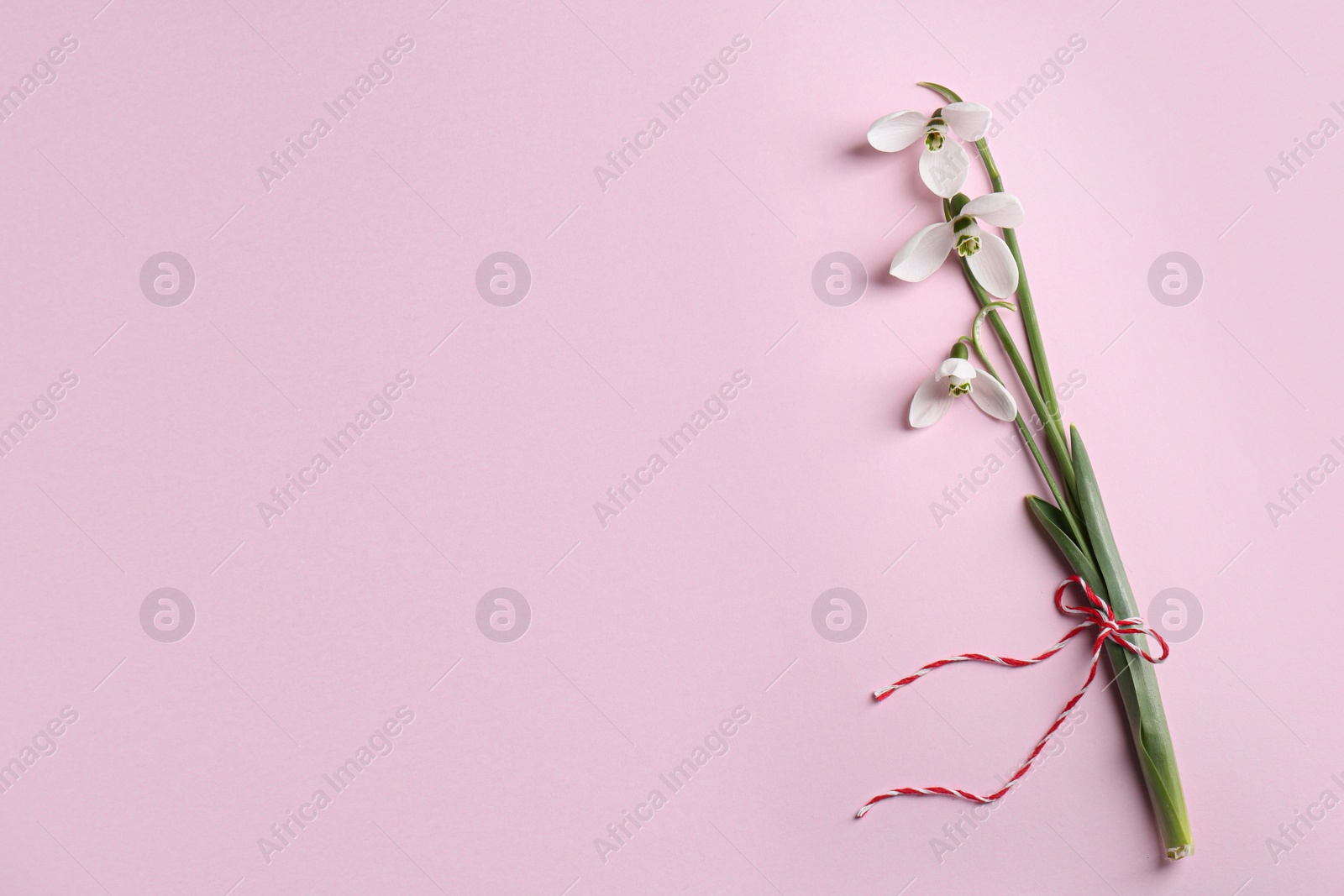 Photo of Beautiful snowdrops on pink background, top view. Space for text