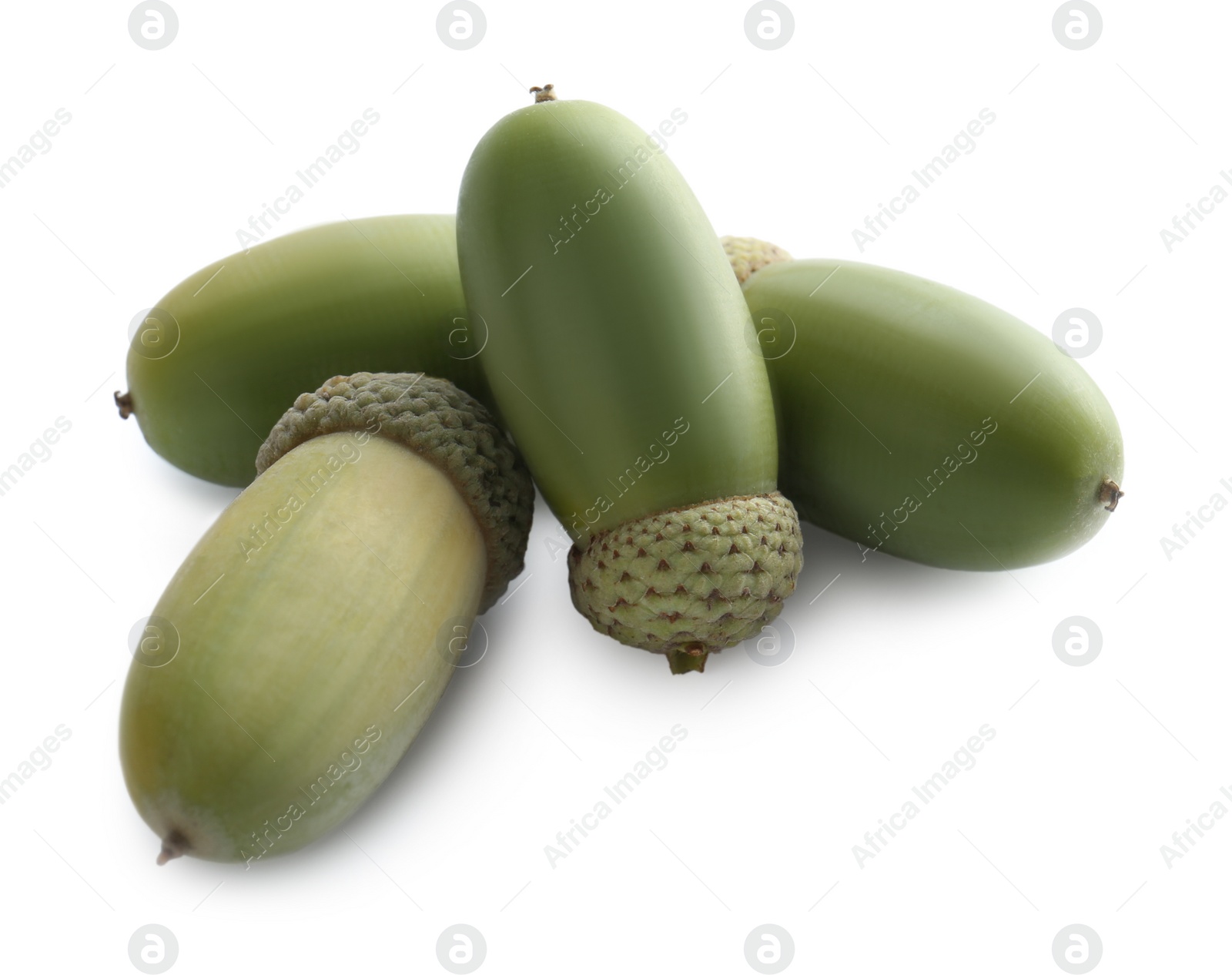 Photo of Beautiful green acorns on white background. Oak nuts