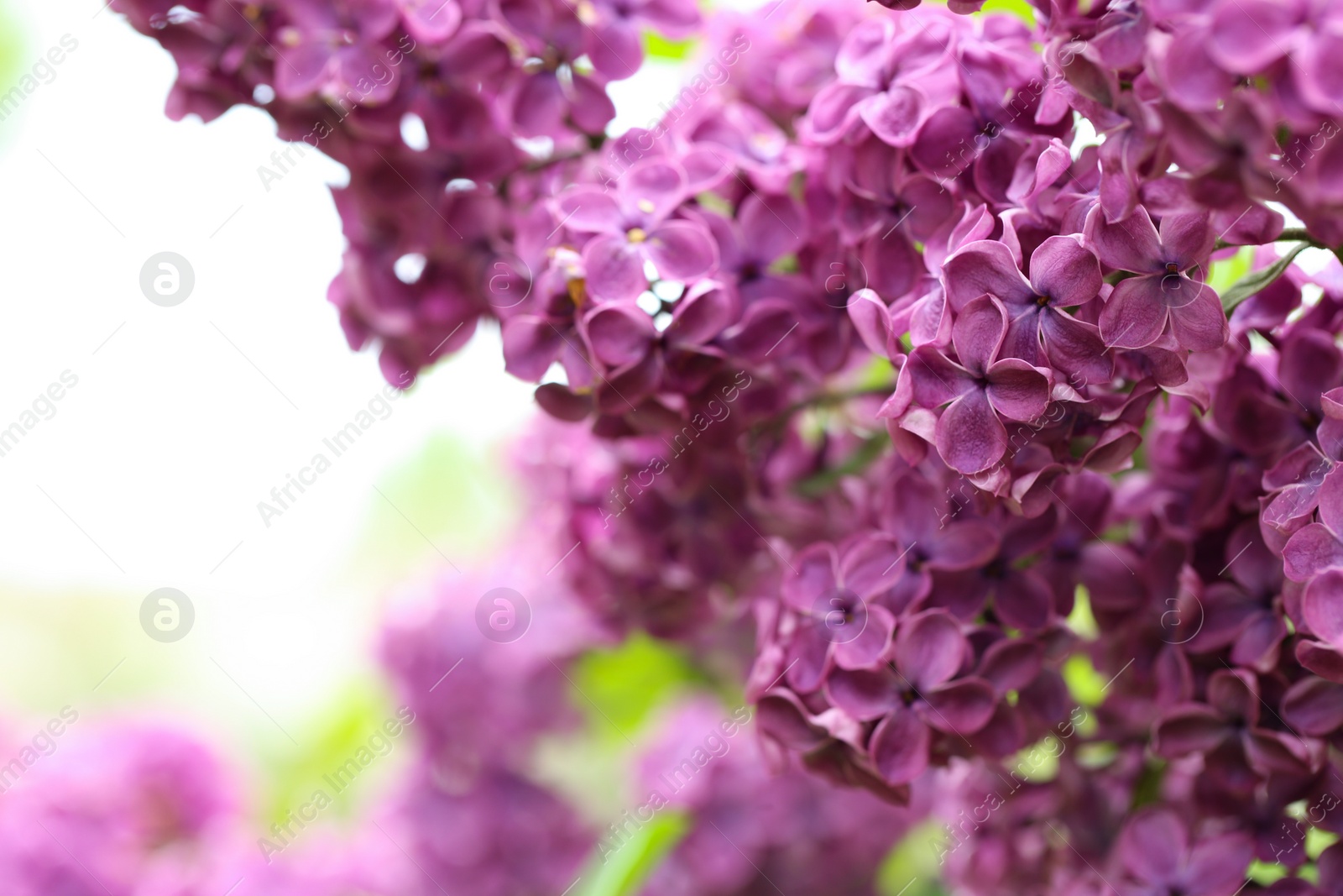 Photo of Beautiful blossoming lilac flowers on blurred background, closeup. Space for text