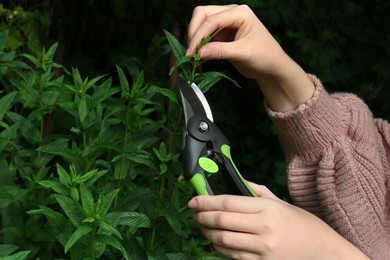 Woman cutting fresh green mint with pruner outdoors, closeup