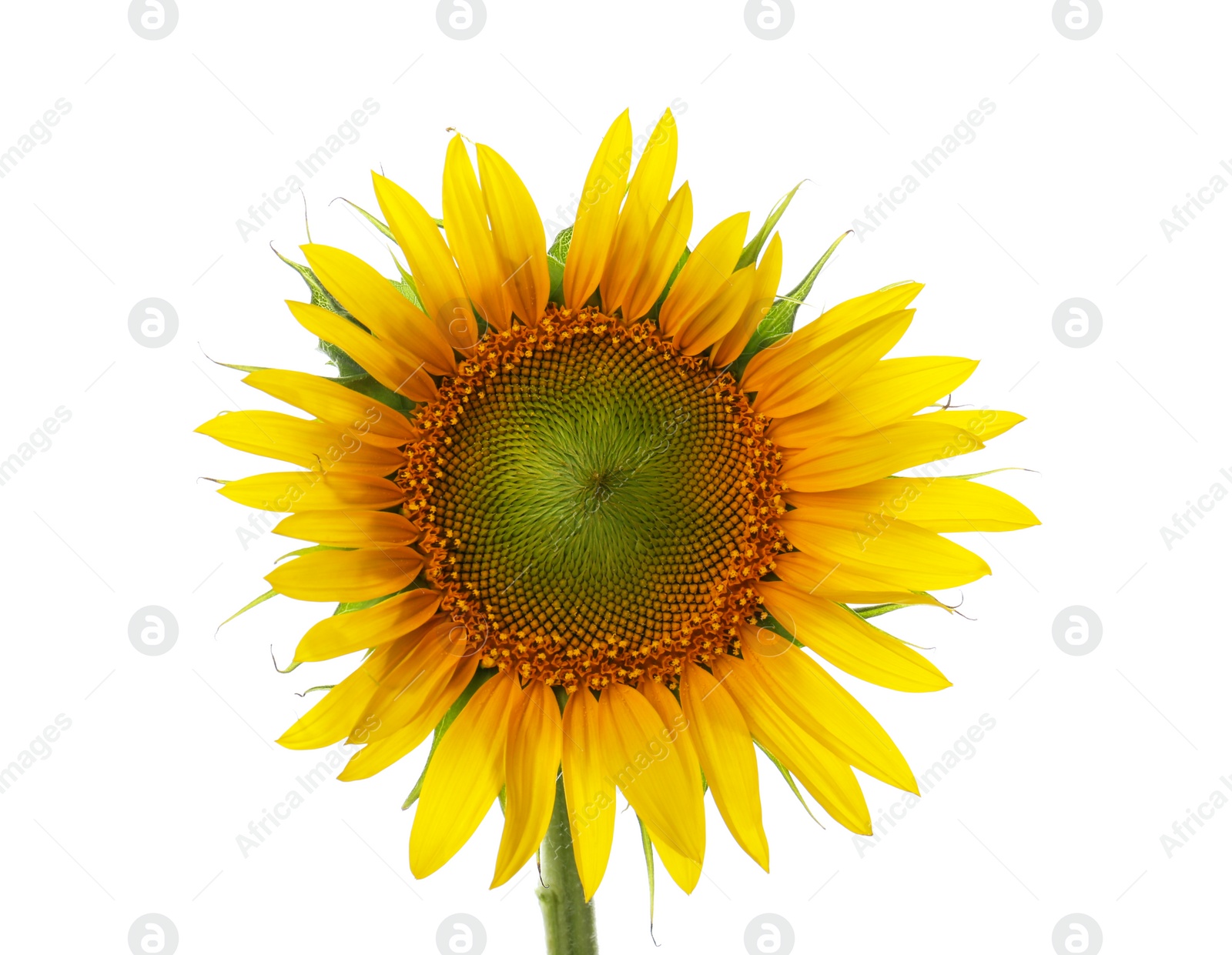 Photo of Beautiful bright blooming sunflower isolated on white